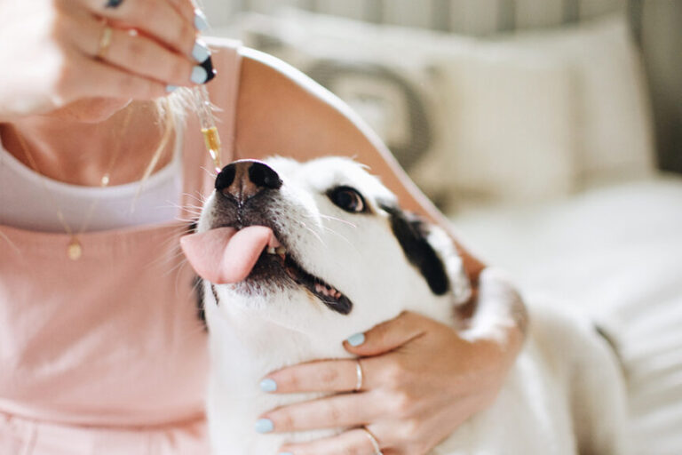 Pet’s Emotional Balance